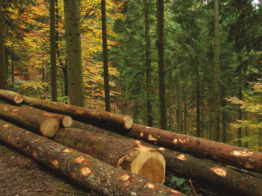 Naturstämme aus nordischer Kiefer sind das richtige Material,um ein Holzhaus zu bauen